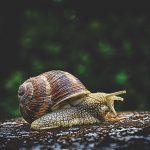 jak pozbyć się ślimaków