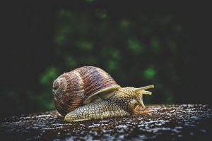 jak pozbyć się ślimaków